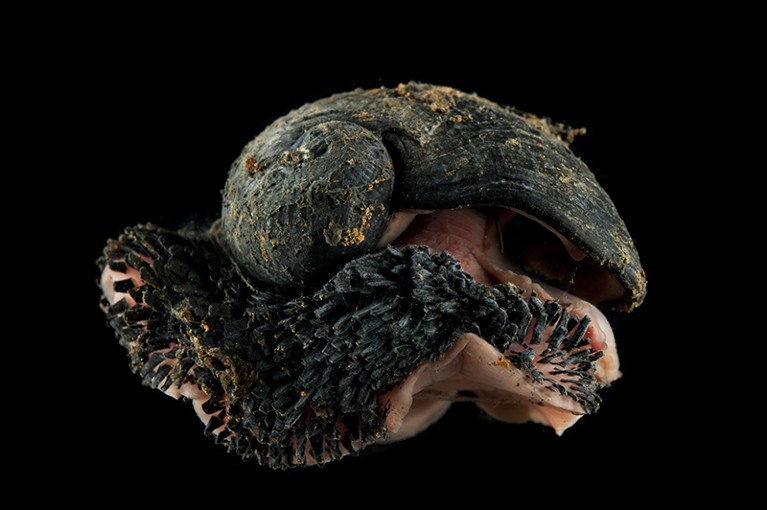 Deepsea Scaly foot gastropod (Crysomallon squamiferum ) from Dragon vent field, Indian Ocean.