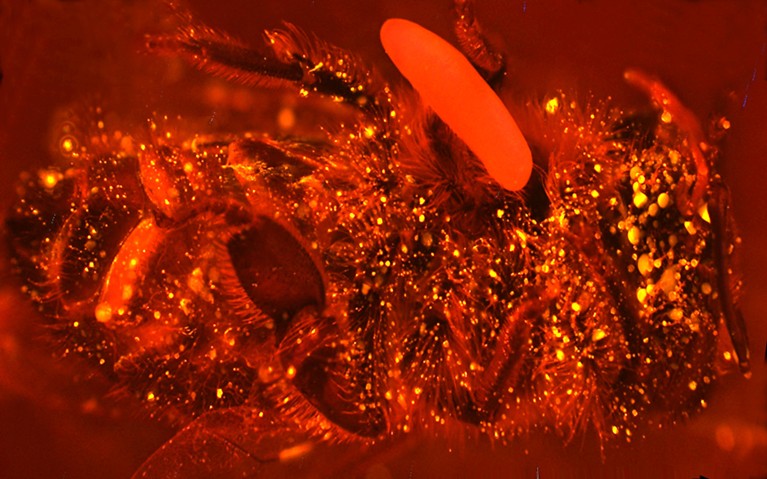 A beewolf with an egg releases nitric oxide, made visible as brights spots using a fluorescent dye