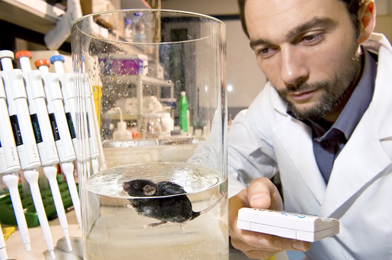 Researcher carrying out a swim immobility test for a mouse in a laboratory