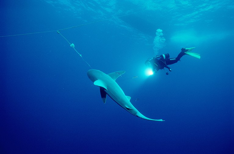 Diver observes Sandbar Shark caught on long line fishing gear