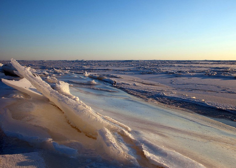 Wedges of sea ice sticking out of the water near shore.