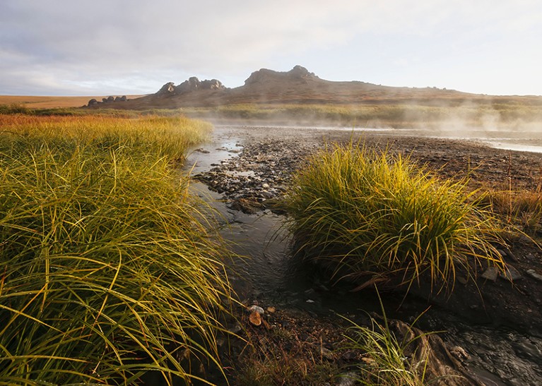 A low-angle photo of mist over water, beyond long grass.