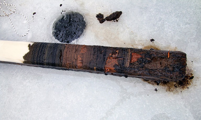 A sediment core recovered from the bottom of Lake Crawford during winter