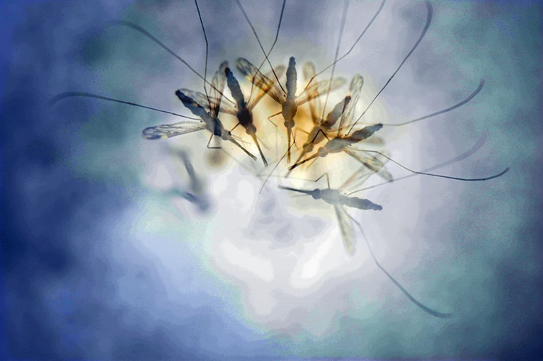 A multiple exposure of an Anopheles punctipennis mosquito