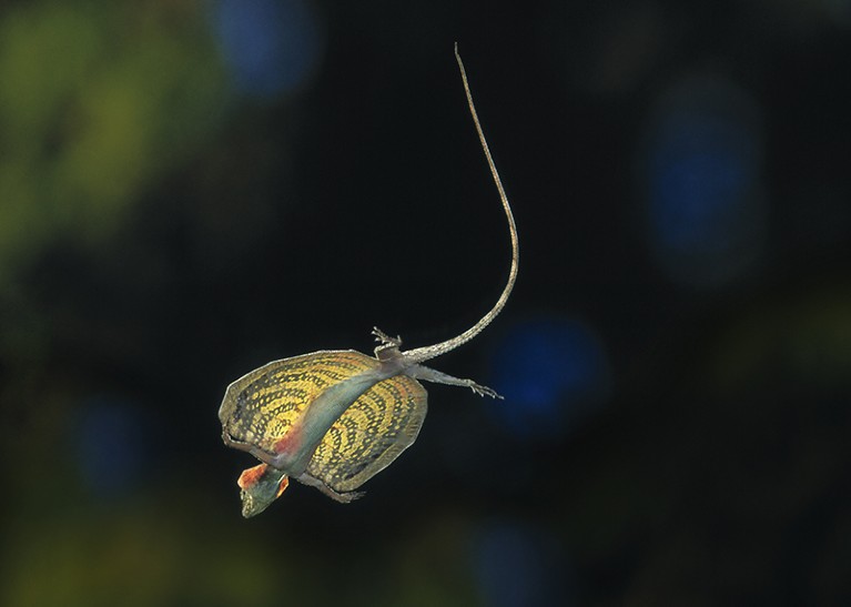 Flying lizard (Draco volans) gliding in Indonesia