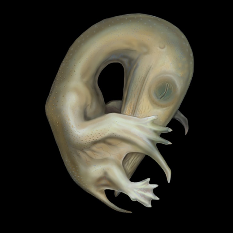Artist's conception of a developing dragon embryo