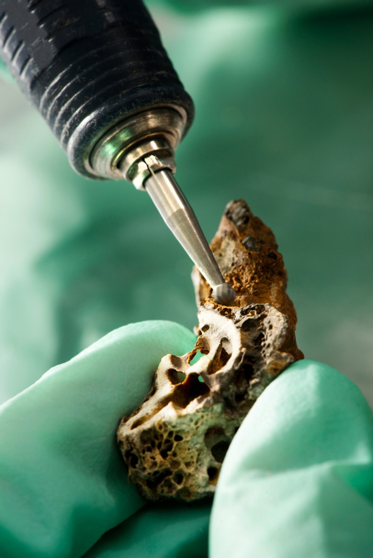 A scientist samples an archaeological specimen of the Petrous part of the temporal bone of human remains for radiocarbon dating,