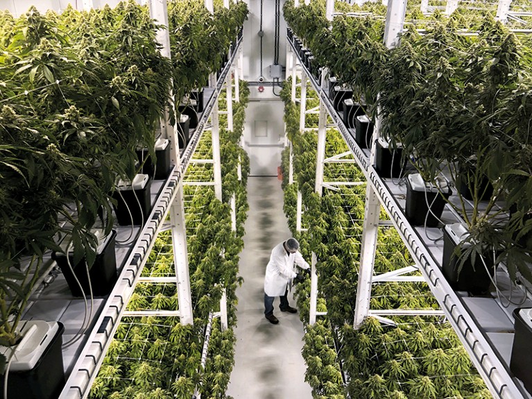 The professionalization of cannabis growing
