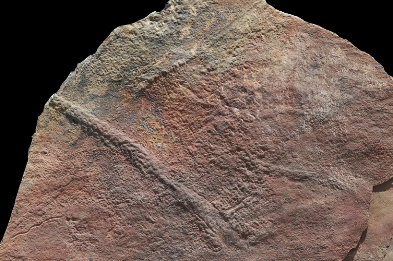 Body fossil of Yilingia spiciformis