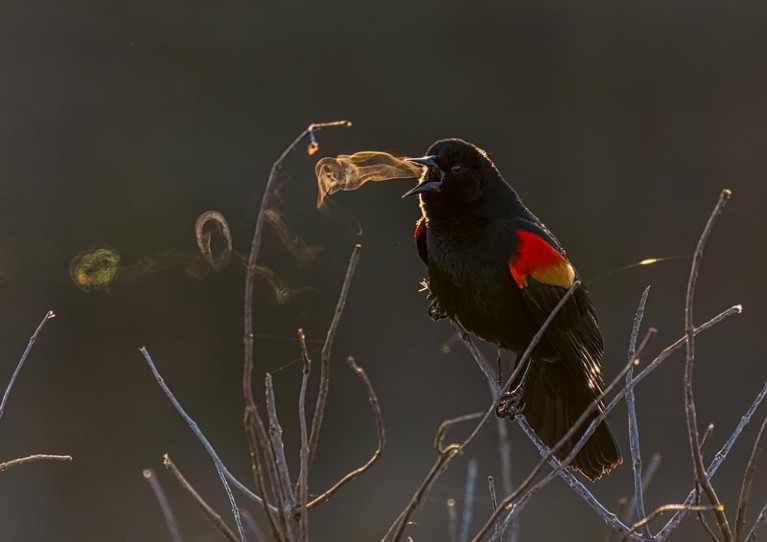 A red-winged black bird with breath forming "smoke rings" as it sings