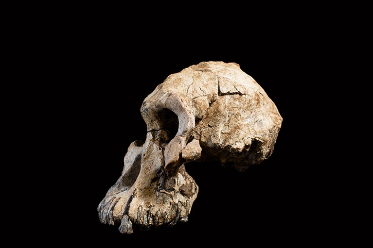 Cranium Specimen, Australopithecus anamensis.