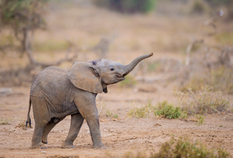 pet baby elephant
