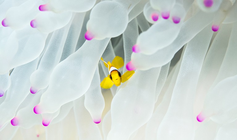 A fish hides within a bleached sea anemone in the Central Red Sea