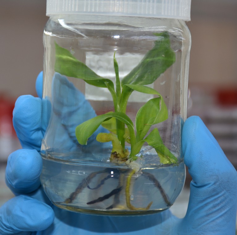 Banana plantlet edited using CRISPR/Cas9 to fight the Fusarium wilt race 1