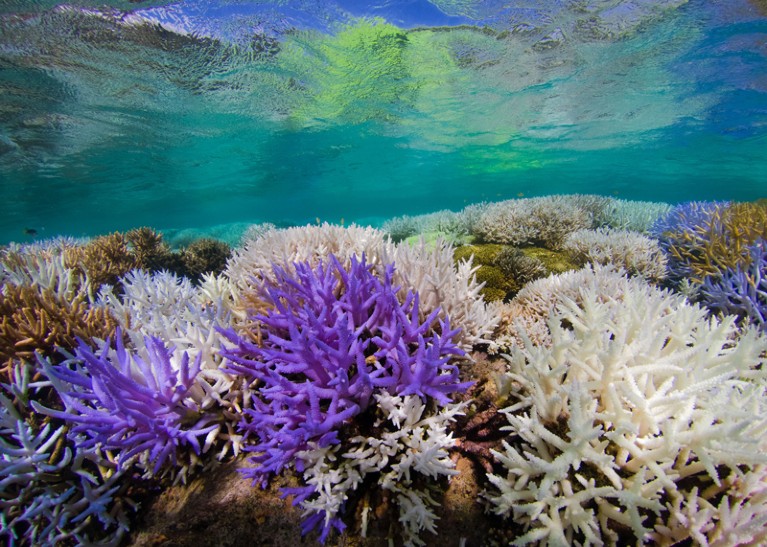 Fluorescing and bleached corals amongst healthy corals in New Caledonia.