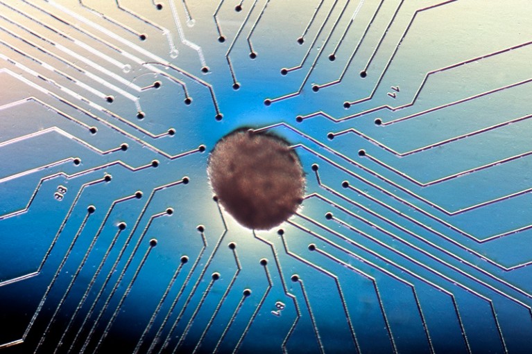 Human heart cells derived from human embryonic stem cells on a electrocardiogram chip