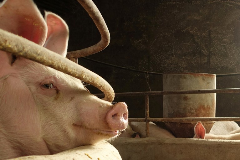 A pig of pig farmer Han Yi at a village in Changtu county, Liaoning province, China January 17, 2019.