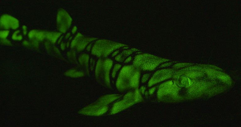 Biofluorescent shark photographed swimming.