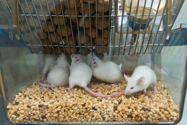 India pushes for alternatives to animals in biomedical research