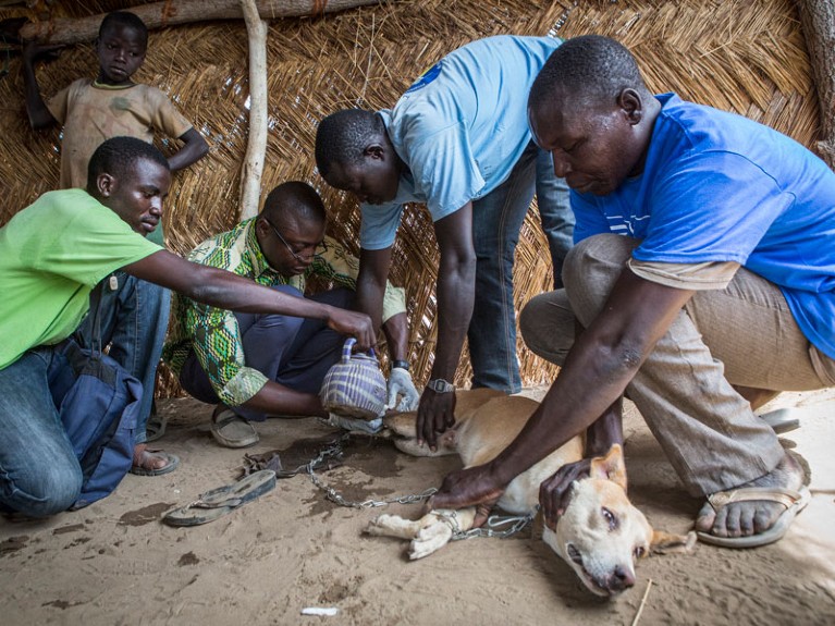 Laures Dossou, second from left, pulls a Guinea worm from Djalibe, a 2-year-old dog.