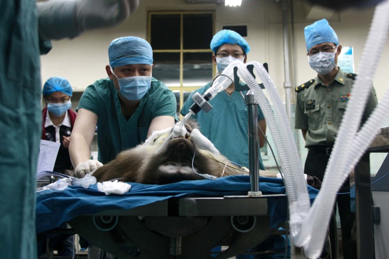 A macaque lies in intensive care after undergoing a liver transplant with a liver from a transgenic pig