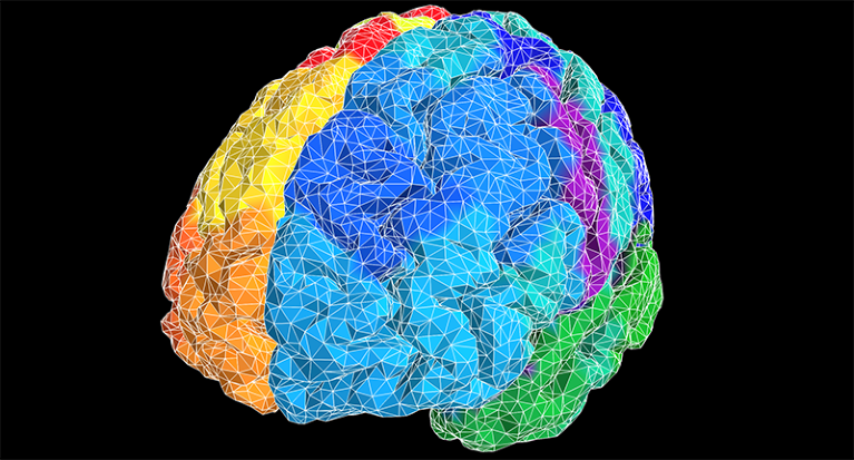 Visualization of the brain