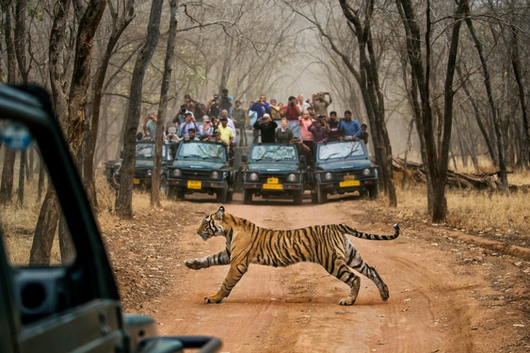 Bengal tiger running across dirt track between a large number of watching tourists.