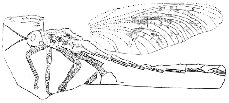 A drawing of ‘Titanophasma Fayoli Brongniart’, published in Science in 1883.