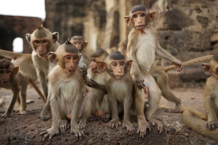 Long-tailed macaques at Monkey Temple, Thailand