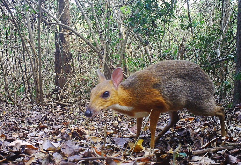 Camera-trap photo of silver-backed chevrotain (Tragulus versicolor).