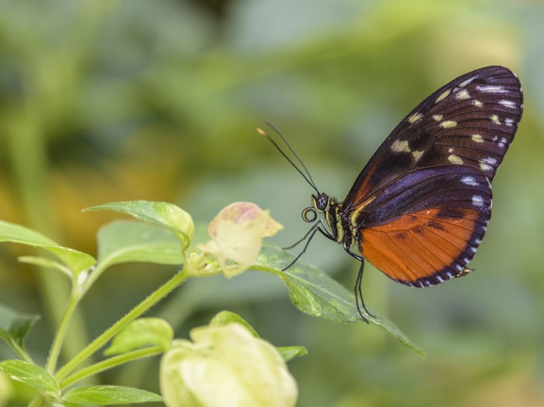 An orange and black butterly perches on a leaf.