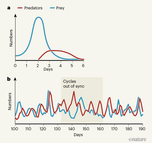 prey vs predator labs ib biology