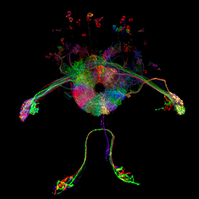 Neurons in two neuropils of the Drosophila central complex.
