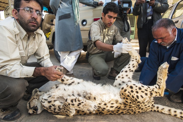 Amir Hossein Khaleghi, who has been charged with espionage, examines a dead cheetah in Tabas, Iran.