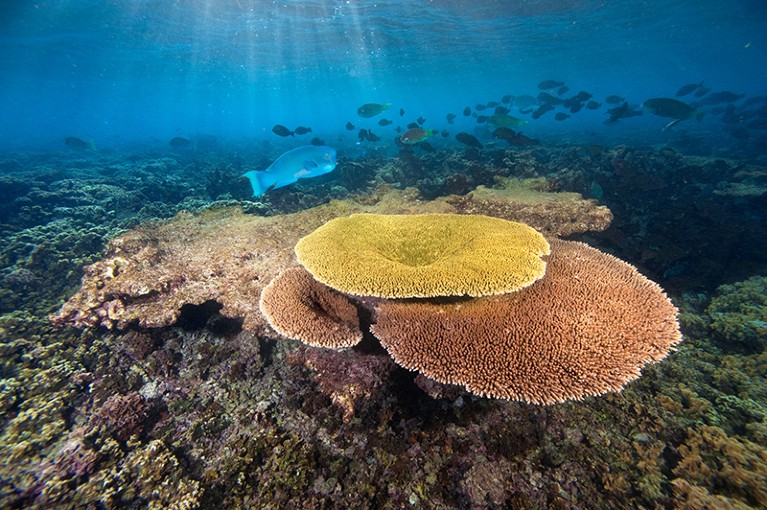 Healthy new plate coral growth in a lagoon on Kanton Island