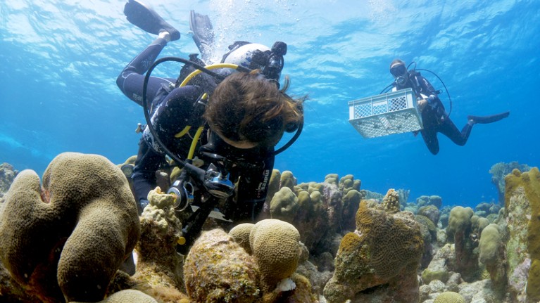 Divers deposit raised coral babies back on the reef around Curaçao island