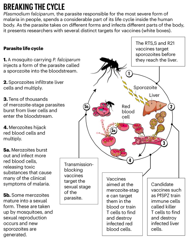 Building A Better Malaria Vaccine