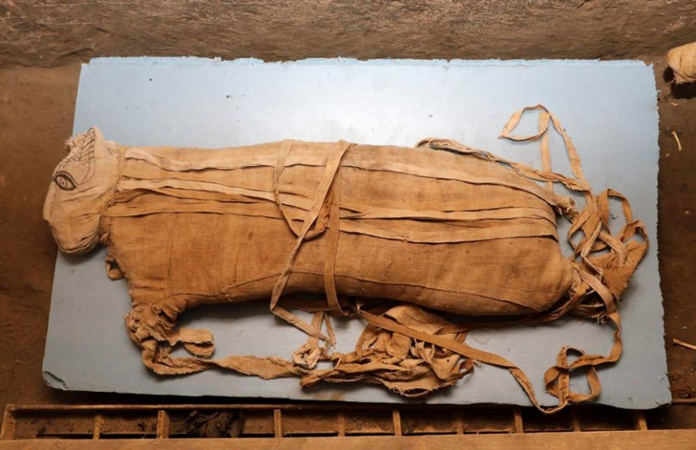 Return of the Cat Mummy — Google Arts & Culture