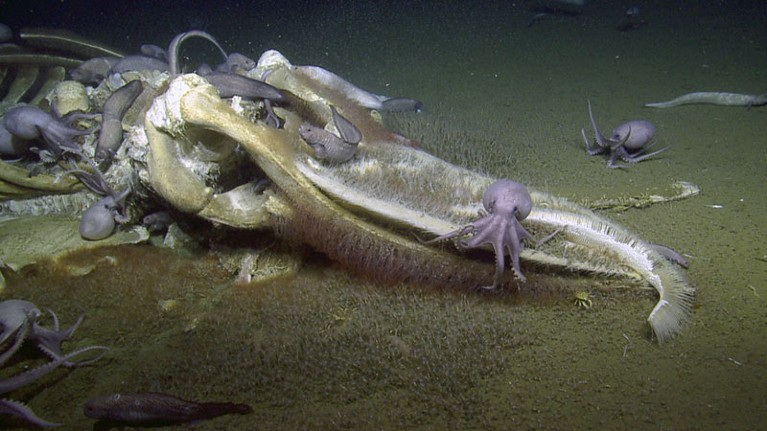 A whale being devoured by deep-sea octopuses off the coast of California