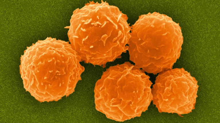 Hematopoietic stem cells isolated from human bone marrow.