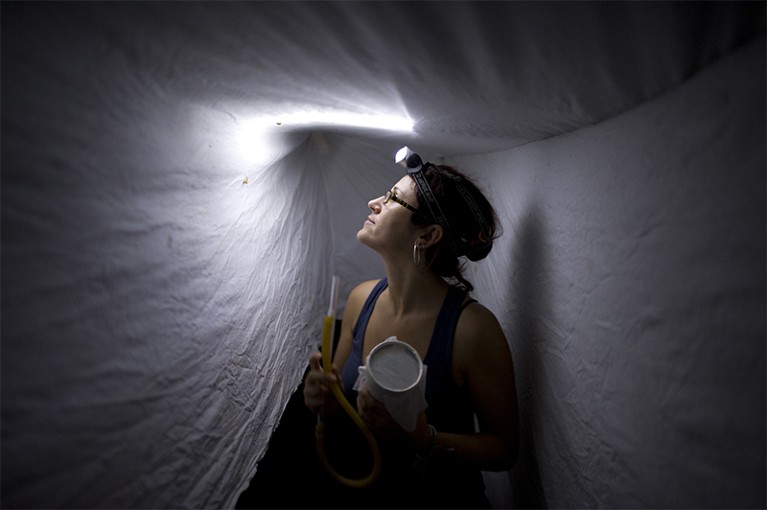 Photo of researcher capturing mosquitos as part of malaria research in Peru.