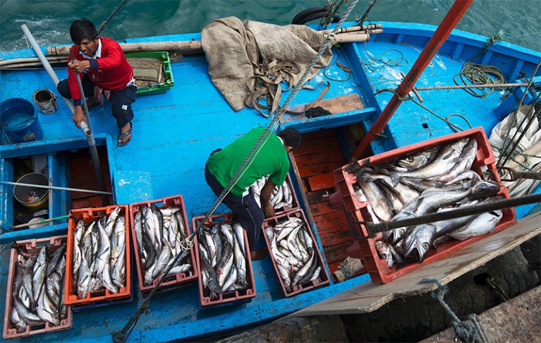 Photo of Workers unloading the catch of the day at the pier in Nuro, Piura, northern Peru, on July 12, 2016