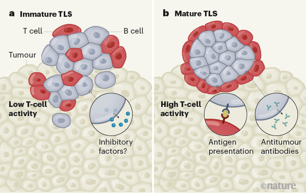 New Predictors For Immunotherapy Responses Sharpen Our View Of The ...