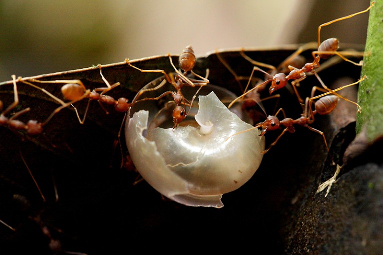 Oecophylla ants carrying a shell.