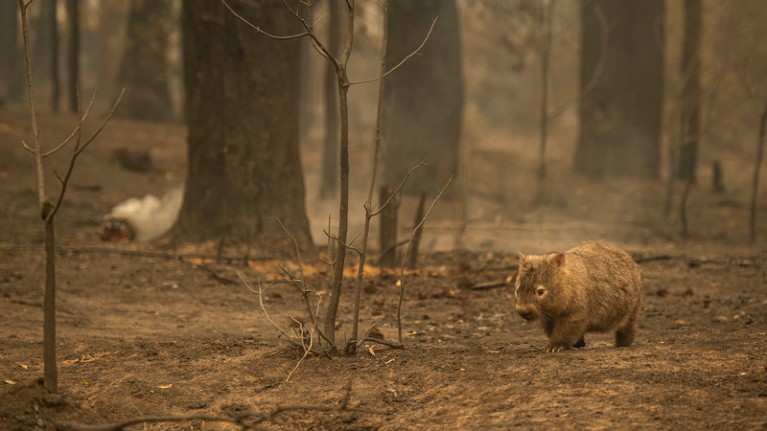 Bushfires sweep across the state of NSW, 2020.