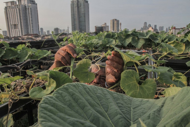 A man cares for plants on the roof of his house with tower blocks in the background, Jakarta, Indonesia