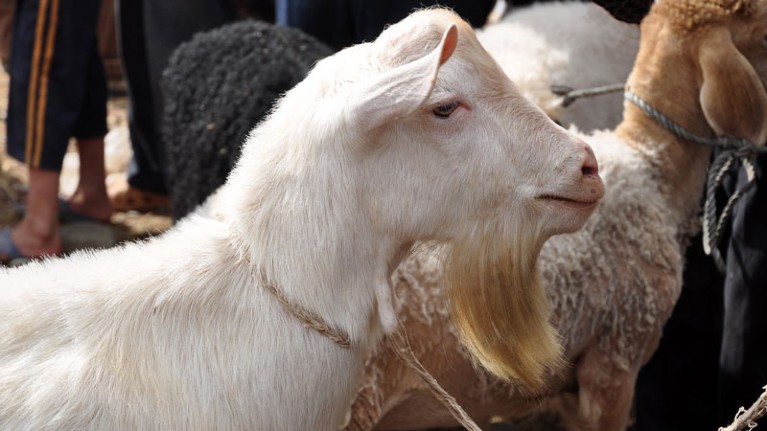 One goat in livestock at Kashgar Xinjiang province China.
