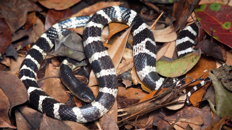 Many banded krait Bungarus multicinctus.