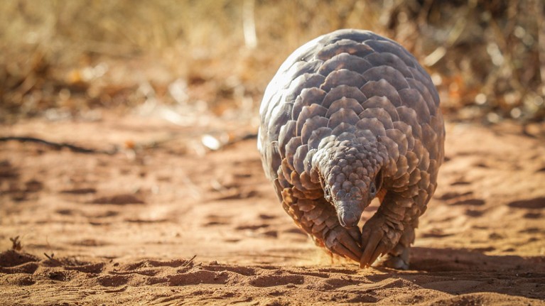 Pangolin.