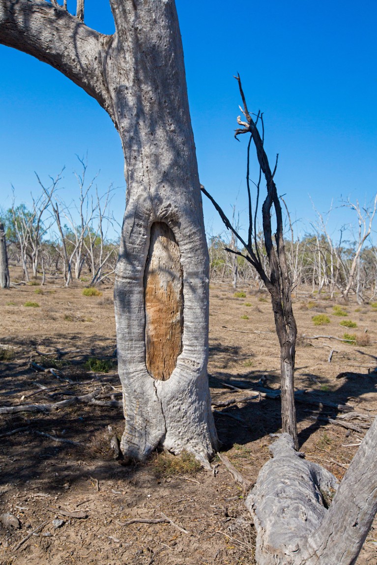Scarred tree in Culgoa National Park, NSW, Australia